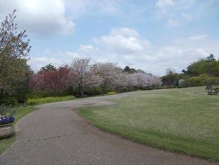 俣野別邸庭園開花情報【4月2日号】