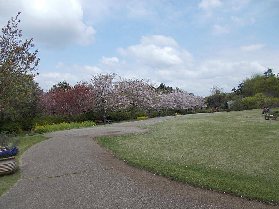 俣野別邸庭園開花情報【4月2日号】の写真