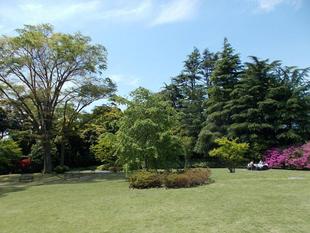 つつじ祭りが始まりました。