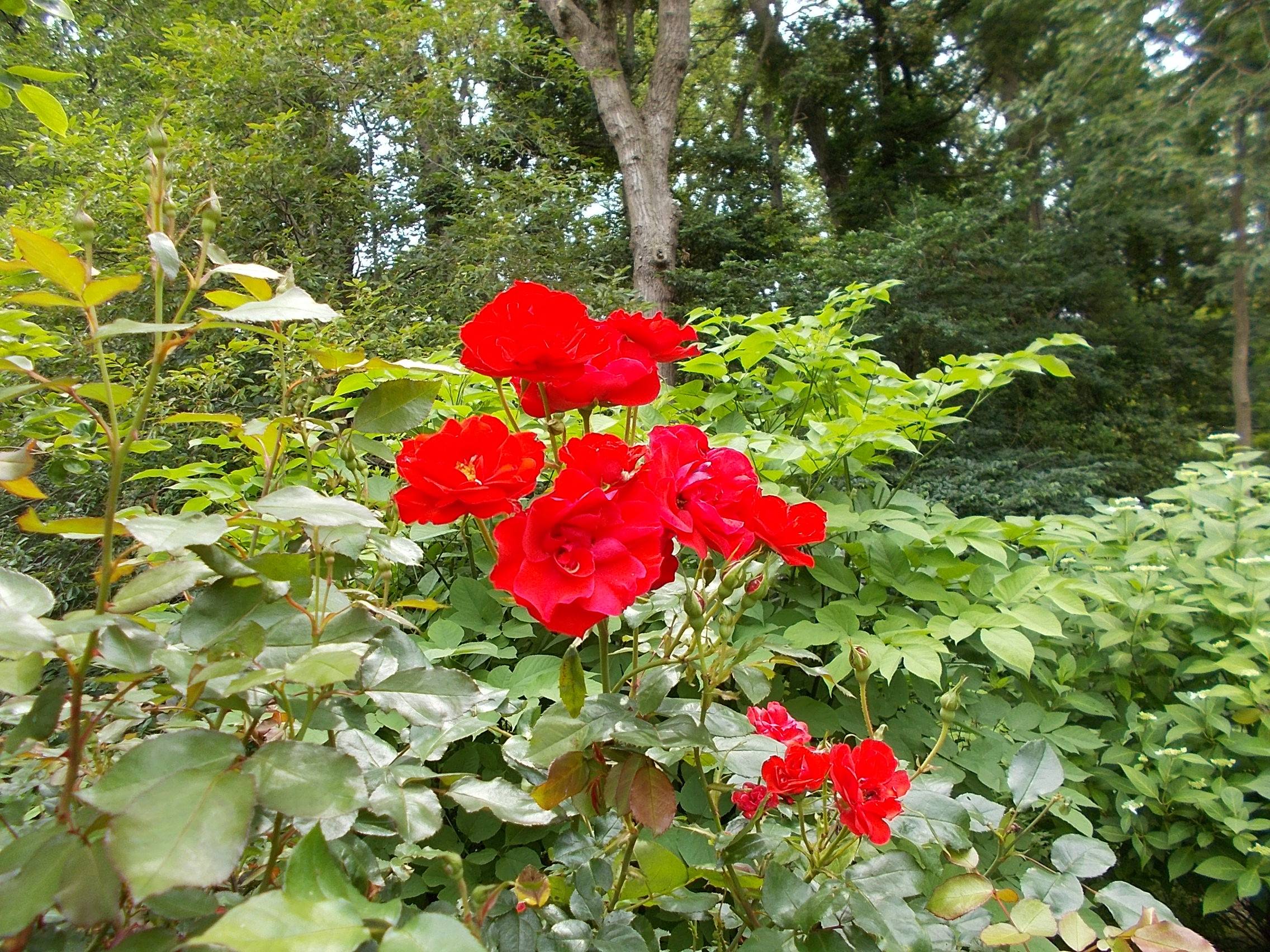 5月の庭園のバラの写真