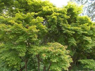 5月の庭園