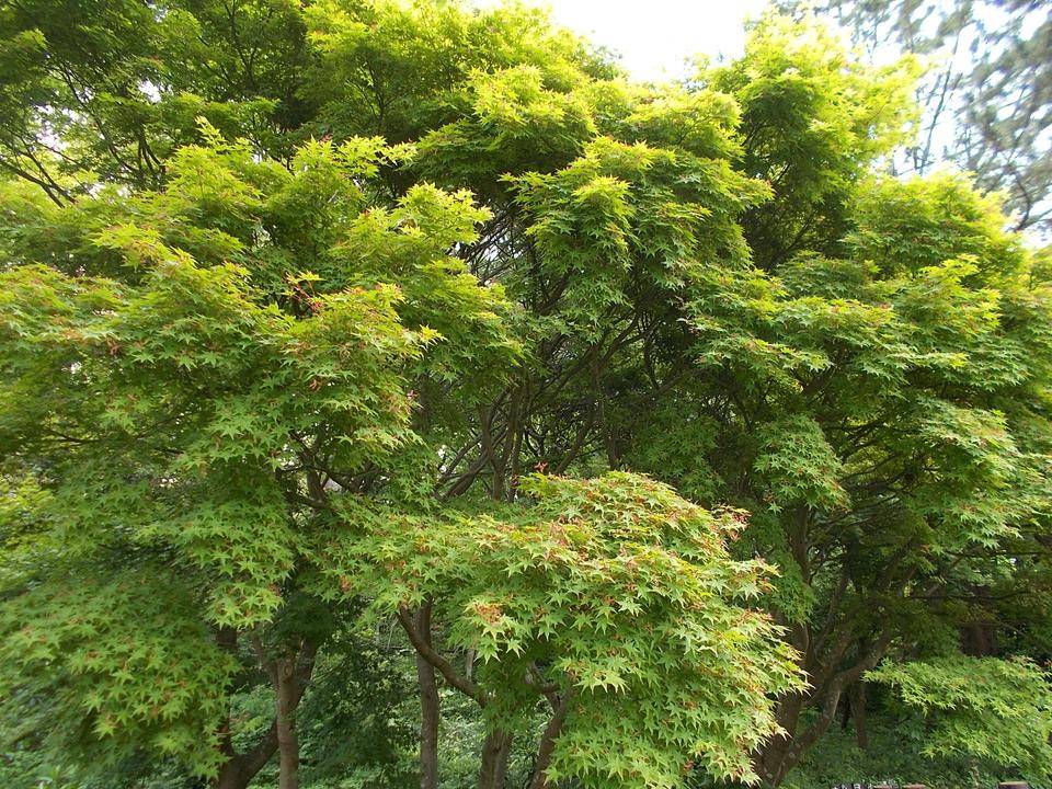 5月の庭園の写真
