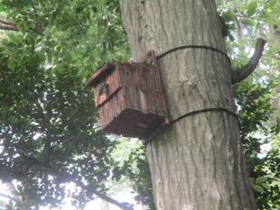 シジュウカラの営巣