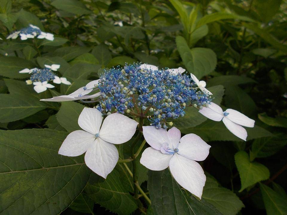 6月の庭園の写真