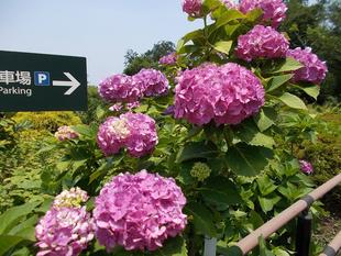 アジサイの季節 2021 vol.4