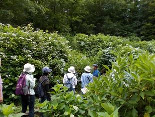 庭園散歩(6月20日)