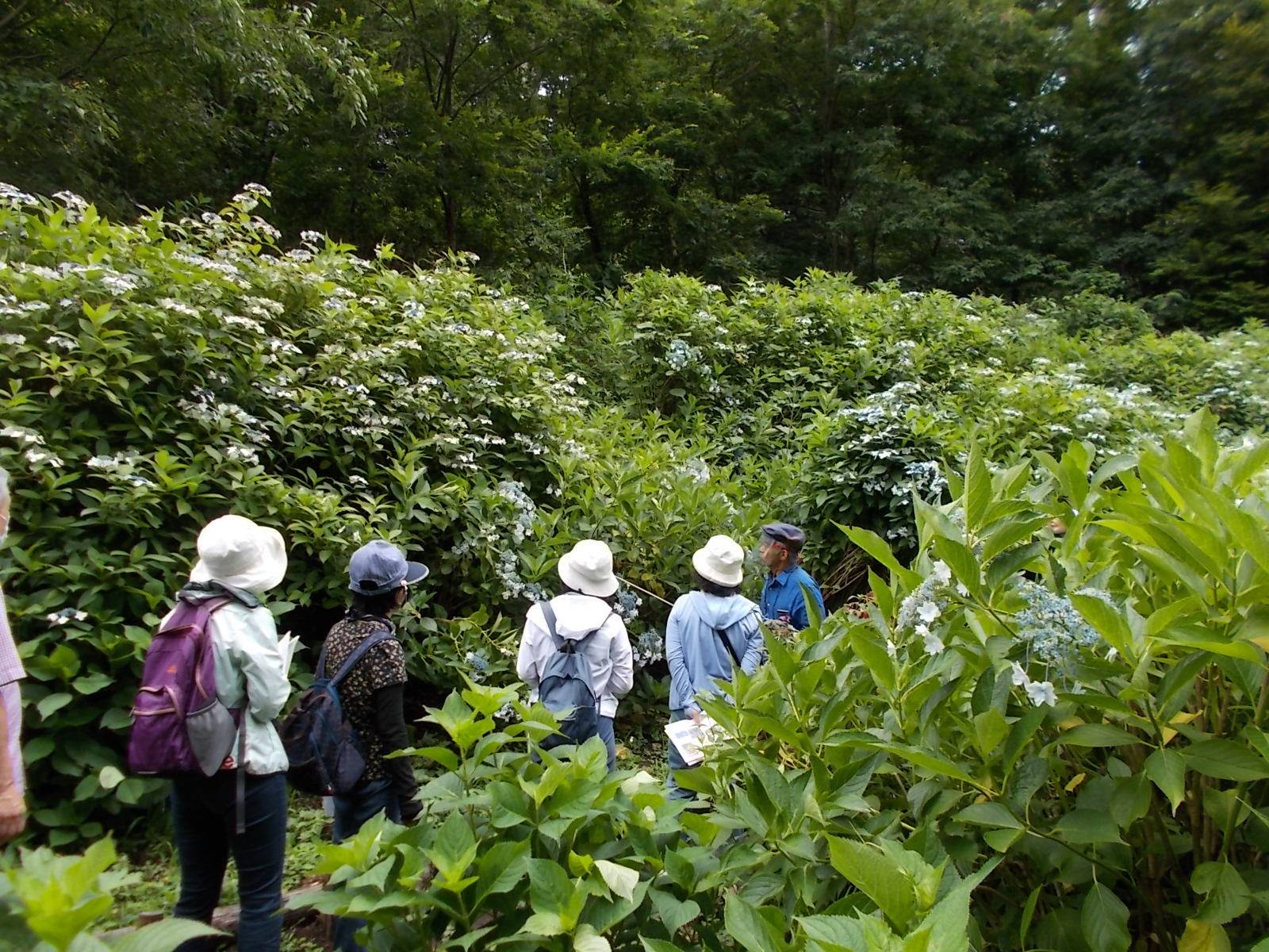 庭園散歩(6月20日)の写真