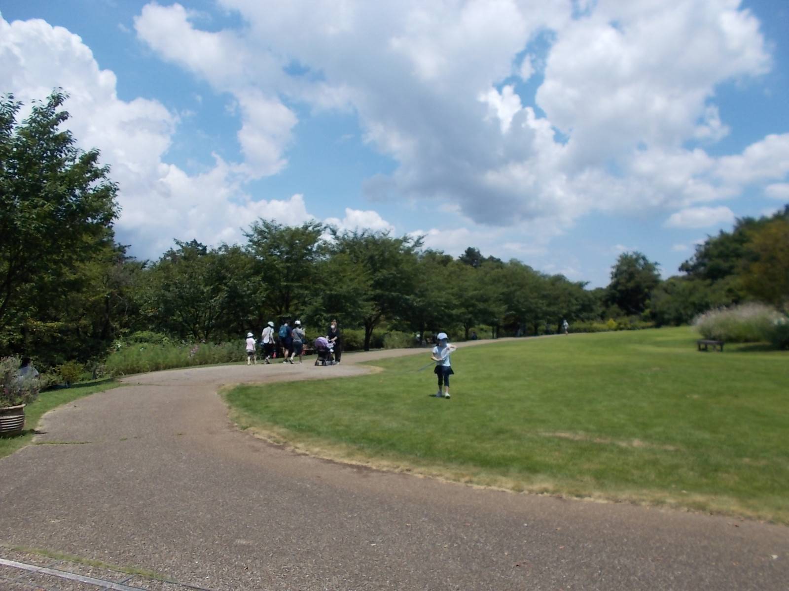 俣野別邸庭園の昆虫観察会(7月24日)の写真