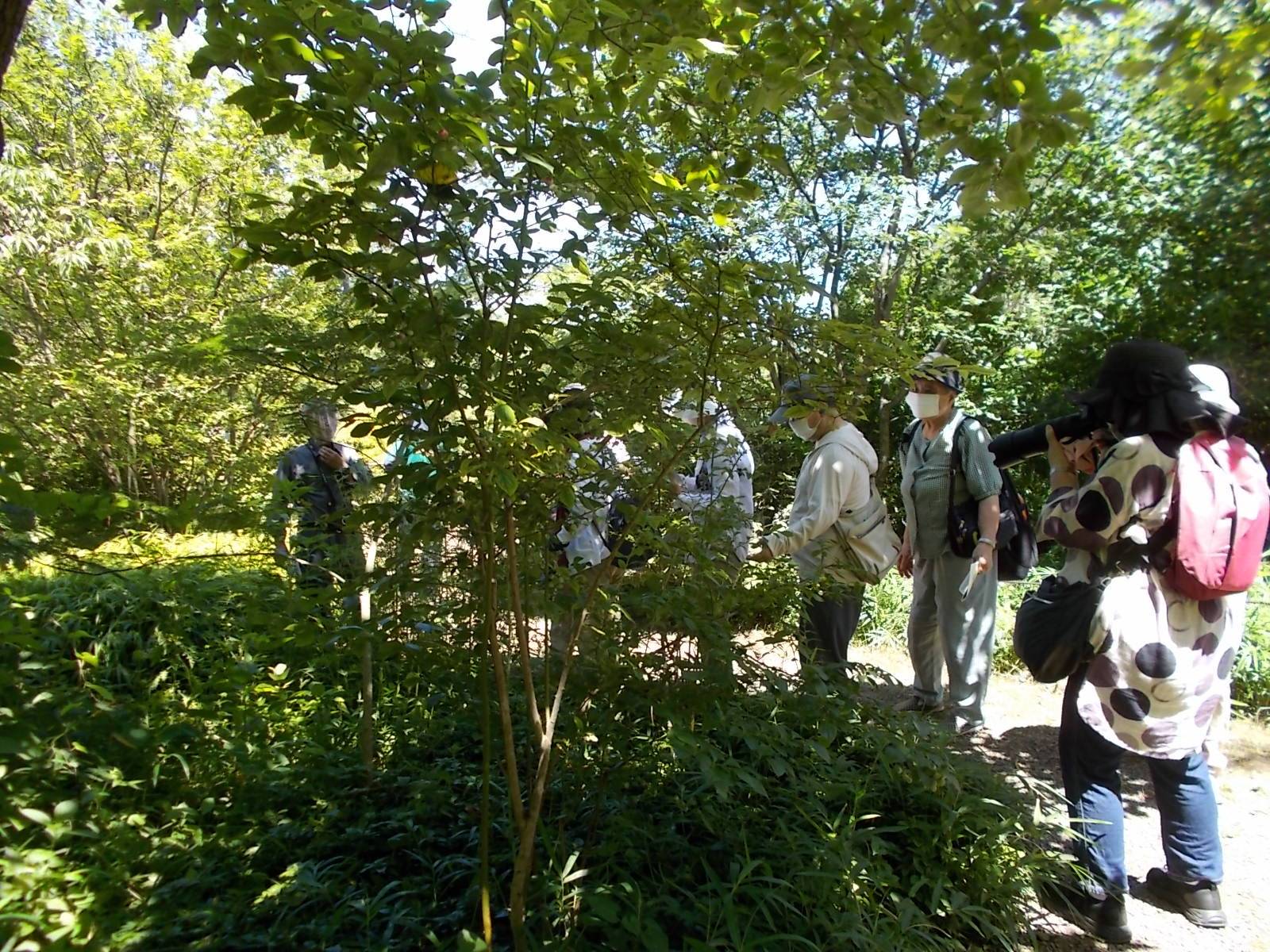 夏祭り 庭園散歩 (7月18日)の写真