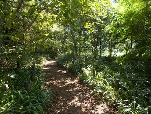 緑陰に涼を求めて