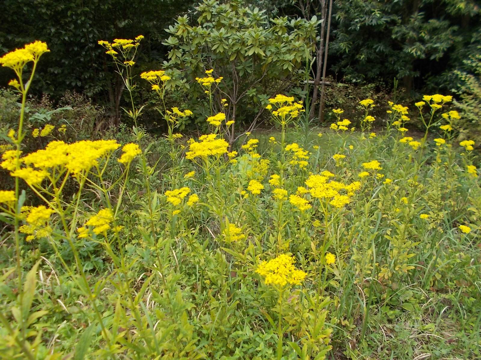 秋の七草を探しての写真