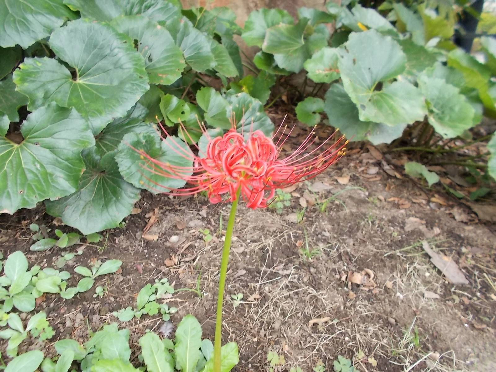 秋の花の写真