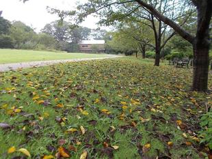 秋入梅（あきついり）