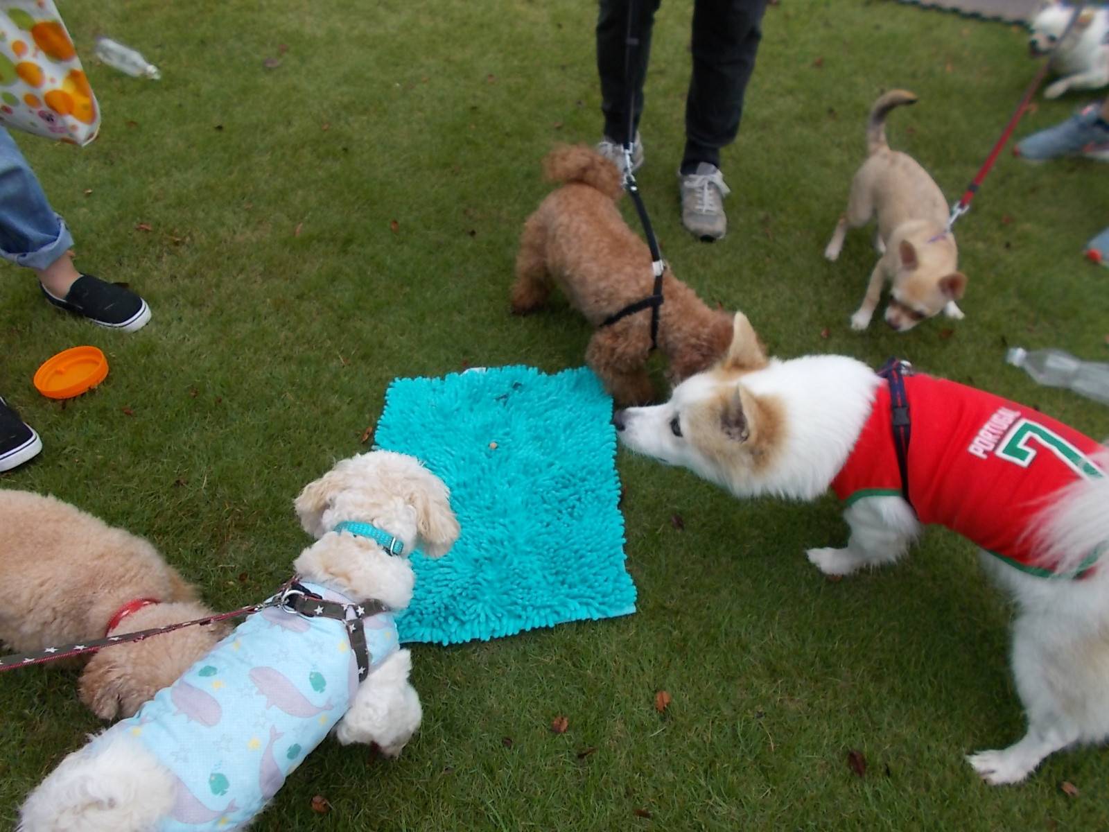 愛犬マナー教室の写真