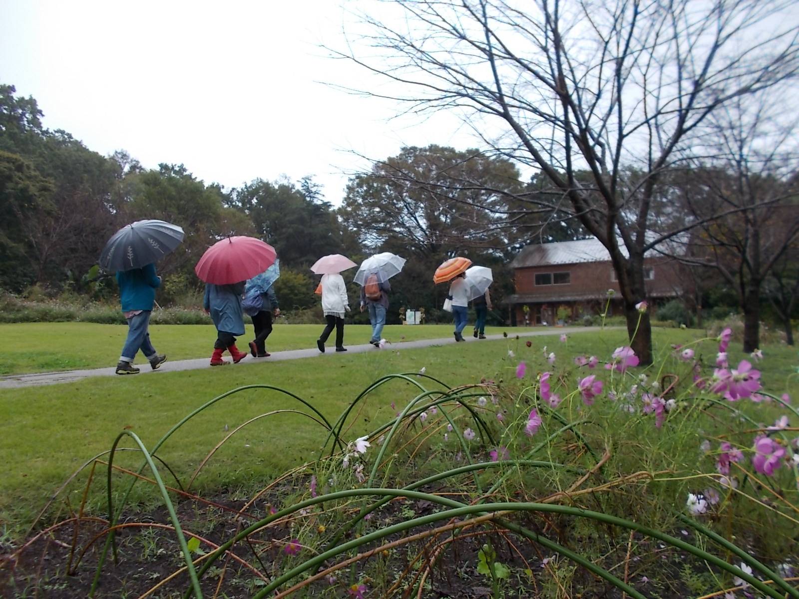 秋の庭園散歩(10月17日)の写真