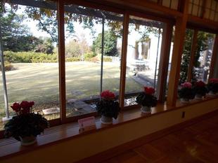 横浜産のシクラメンが飾られています。