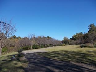 冬隣(ふゆどなり)