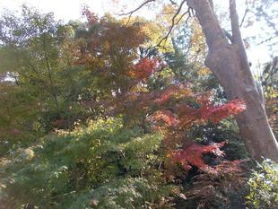 もみじ祭り 開催します。(~12月12日)