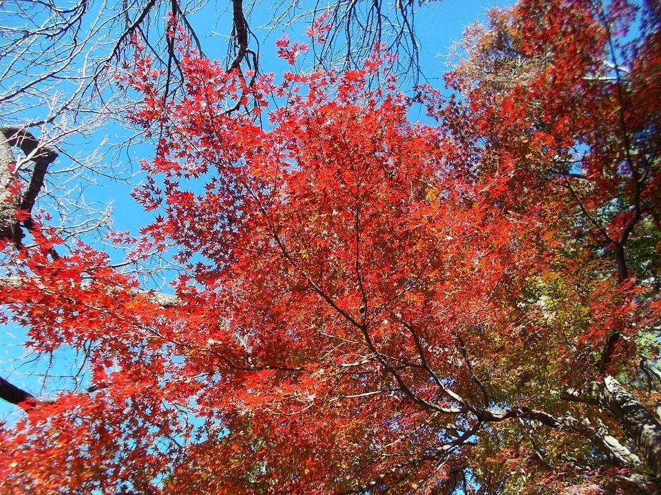 俣野別邸庭園の紅葉 2021 vol.1の写真