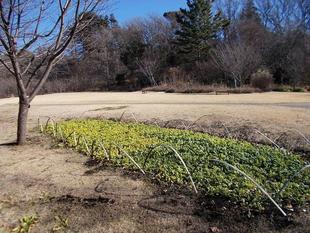 冬麗（ふゆうらら）