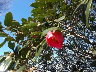 大寒（だいかん）