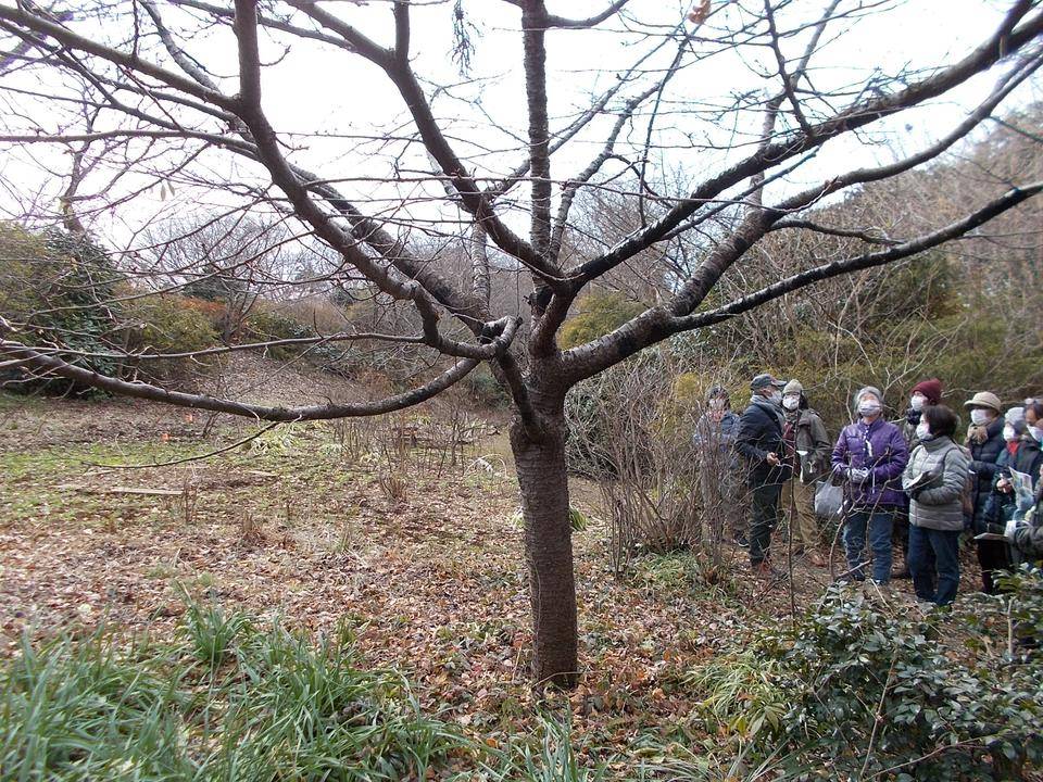庭園散歩(1月23日)の写真