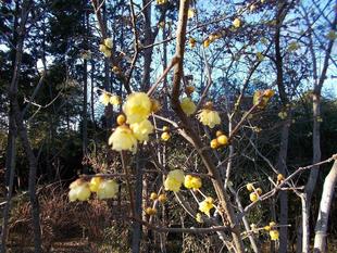 冬木立の中にも