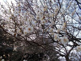 立春（2月4日）