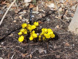 春隣（はるとなり）