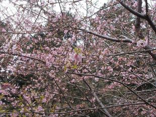 俣野別邸庭園 桜開花情報【2022年3月2日】
