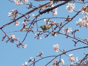 俣野別邸庭園 桜開花情報【2022年3月5日】
