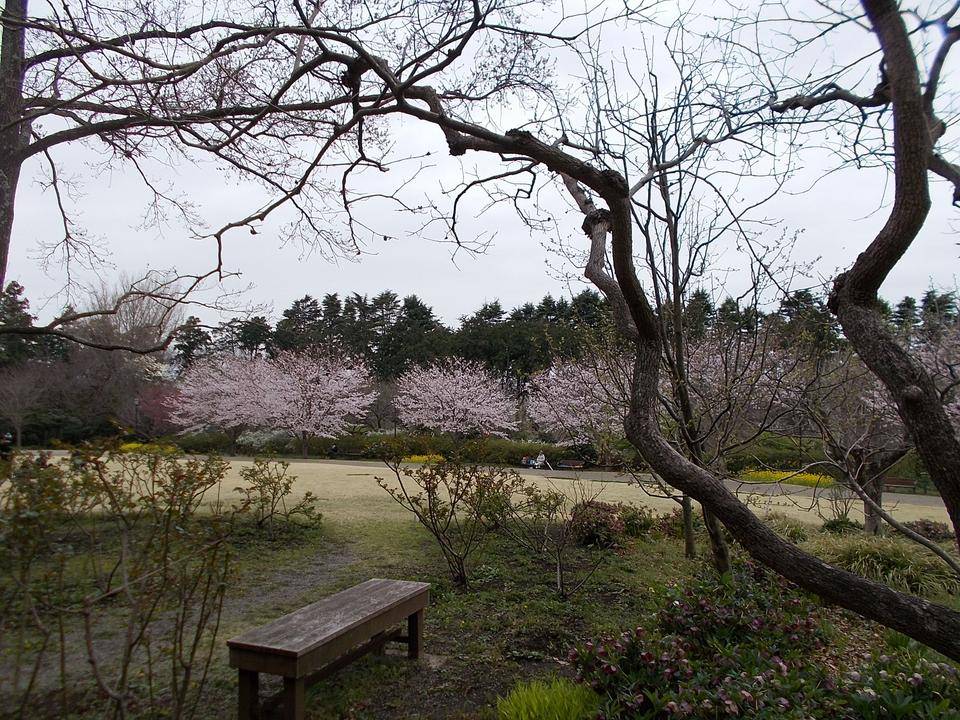 花冷えの一日の写真