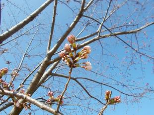 俣野別邸庭園 桜開花情報【2022年3月24日】