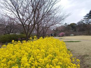 俣野別邸庭園 桜開花情報【2022年3月26日】