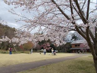 俣野別邸庭園 桜開花情報【2022年3月28日】