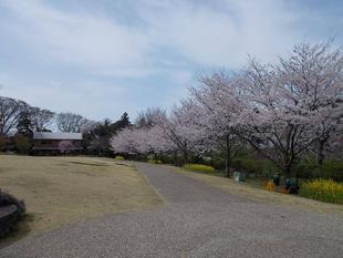 俣野別邸庭園 桜開花情報【2022年3月31日】