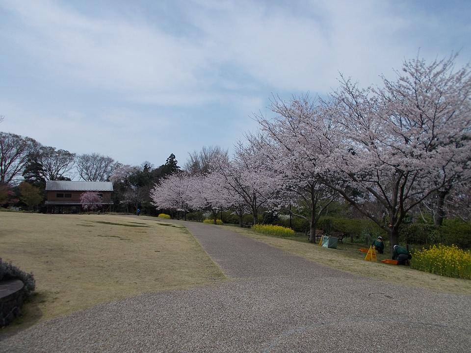 俣野別邸庭園 桜開花情報【2022年3月31日】の写真