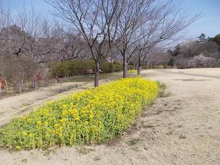 俣野別邸庭園 桜開花情報【2022年3月10日】