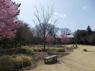 俣野別邸庭園 桜開花情報【2022年3月16日】