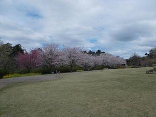 俣野別邸庭園 桜開花情報【2022年4月5日】