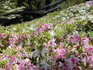 つつじ祭りを開催します。
