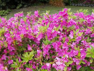 庭園散歩【2022年4月24日】