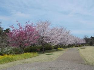 俣野別邸庭園 桜開花情報【2022年4月2日】