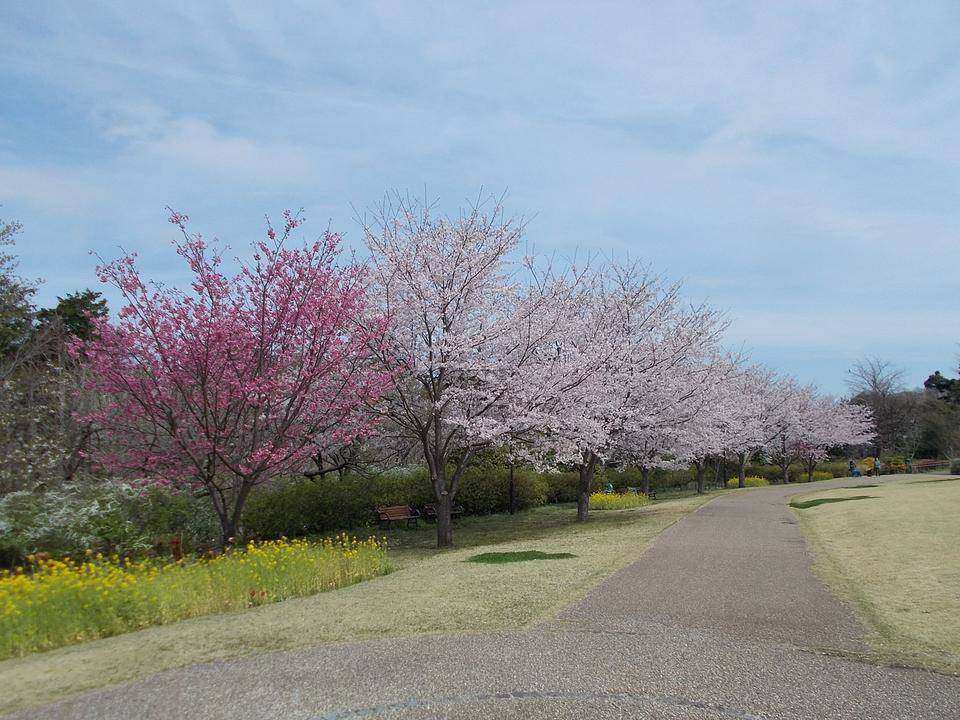 俣野別邸庭園 桜開花情報【2022年4月2日】の写真