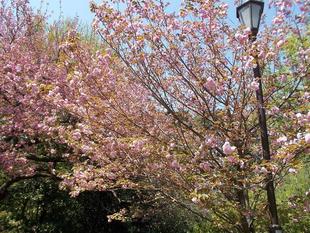 俣野別邸庭園 桜開花情報【2022年4月12日】