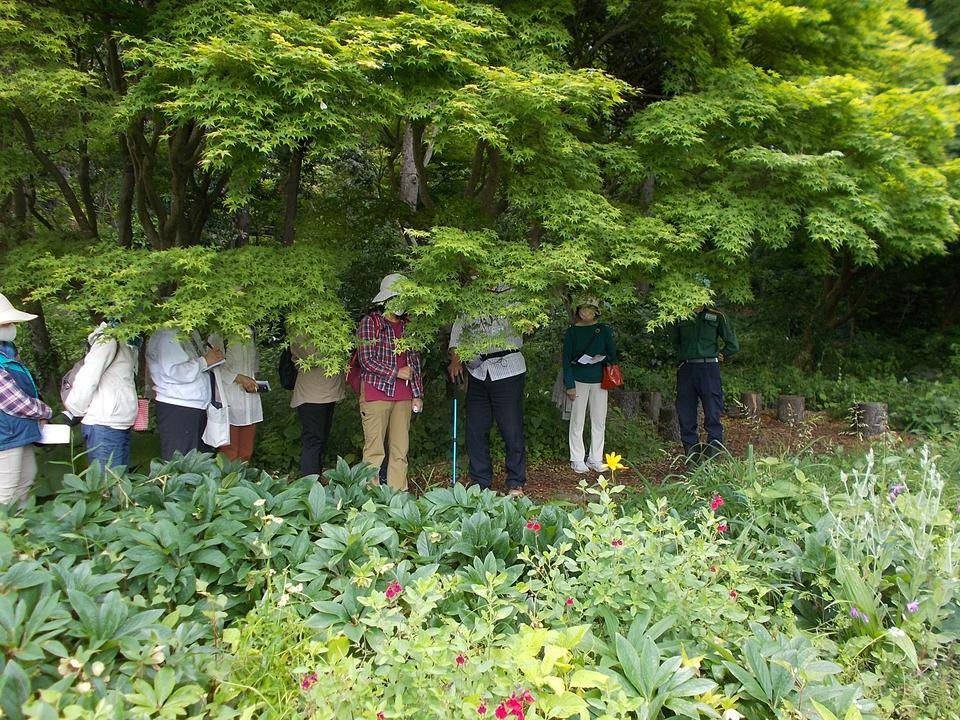 庭園散歩【2022年5月22日】の写真