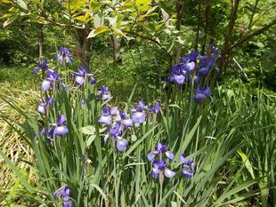 立夏、こどもの日