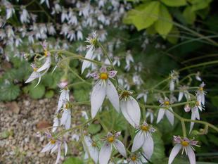 初夏を彩る可憐な花たち