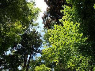 若葉から青葉へ