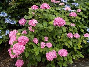 あじさい祭りを開催します。